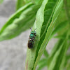 Cuckoo Wasp