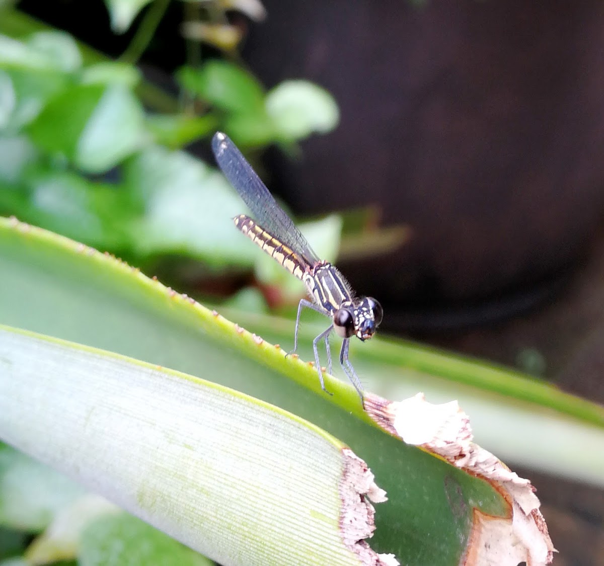 Grasshawk Dragonfly