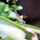 Grasshawk Dragonfly