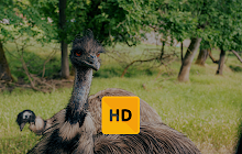 Ostrich Wallpaper HD New Tab Theme small promo image