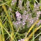 Hungarian thyme, Steppen-Thymian