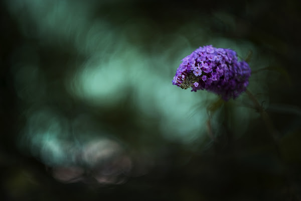 il fiore viola di Giovi18