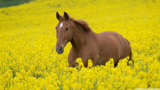 Horse Wallpapers