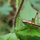 Black-kneed meadow katydid