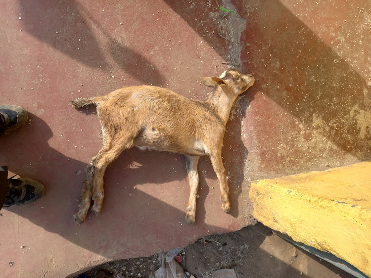 A Narok dairy goat dies from grain overload. It ate too much fermentable grain and not enough hay and grass.