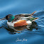 Northern Shoveler