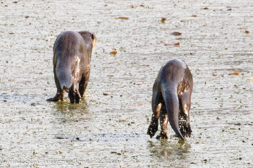 Smooth Otter