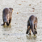 Smooth Otter