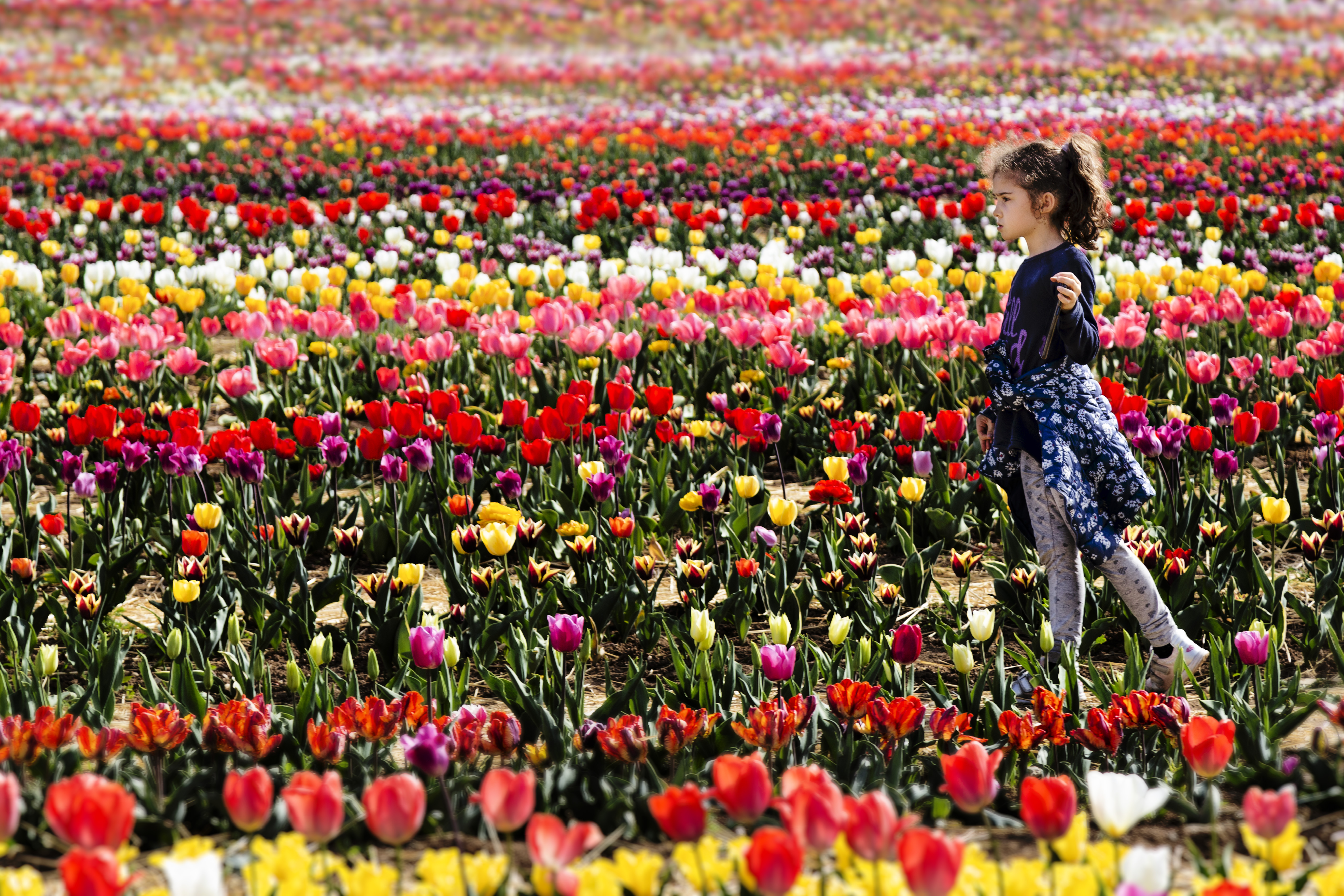 i colori della primavera di albertococco