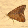 Moth Crambida