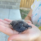 Barn Swallow