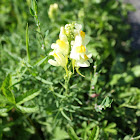 Common Toadflax