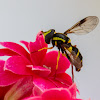 Hoverfly