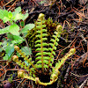 basket fern