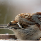 American Tree Sparrow