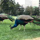 Indian Blue Peafowl