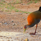 saracura-do-mato (Slaty-breasted Wood-Rail)