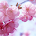 Wallpapers Sakura icon