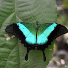 Malabar Banded Peacock