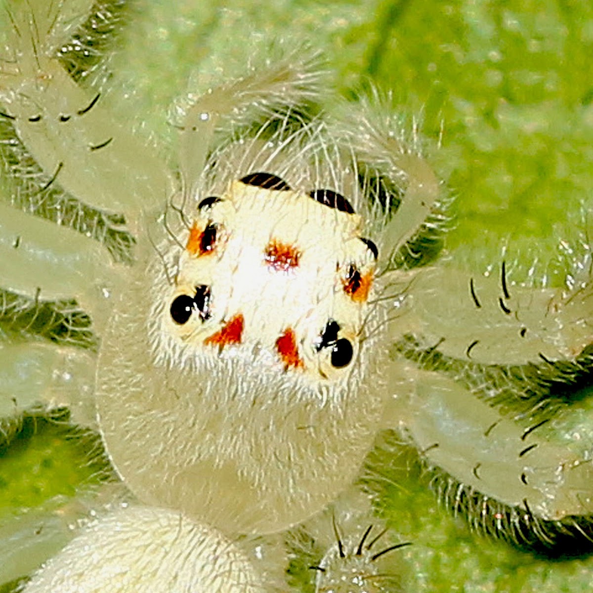 Jumping Spider