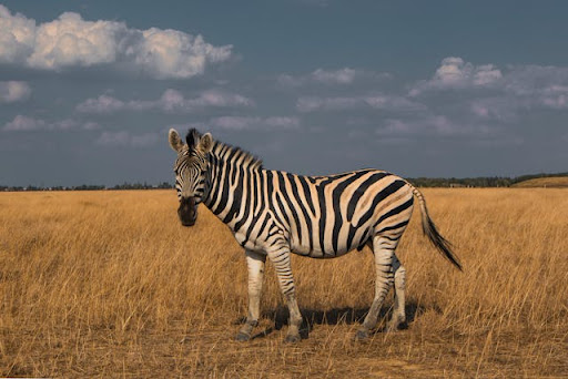 Zebra u beogradskom Zoo vrtu pobegla i povredila jedno dete i dvoje ljudi