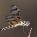 Halloween Pennant