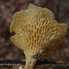 Honeycomb Fungus