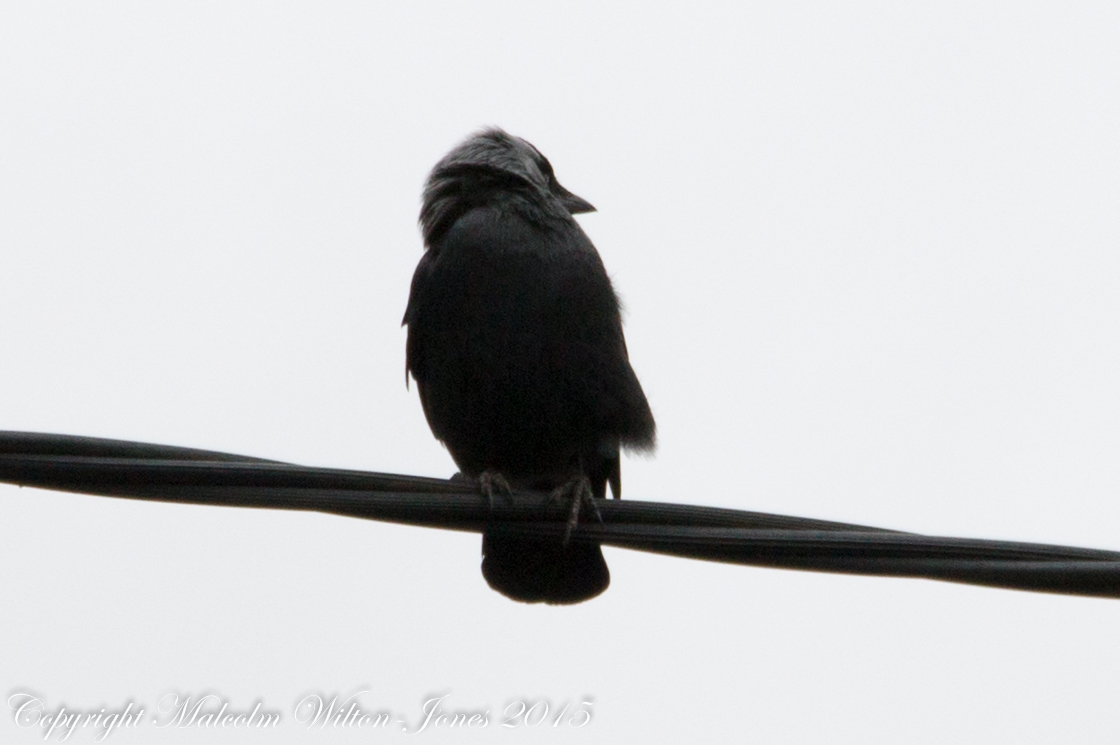 Jackdaw