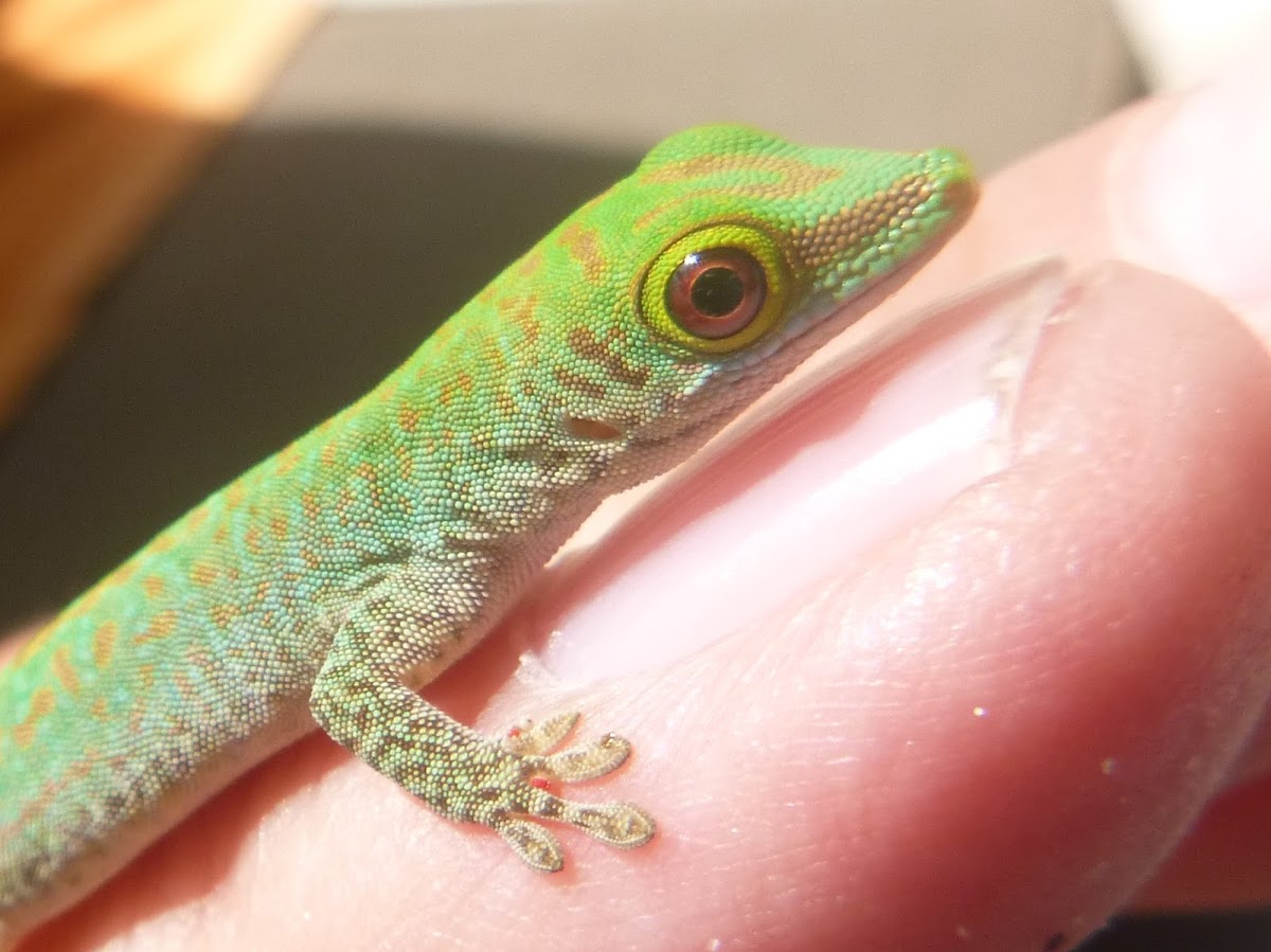 Day Gecko