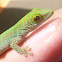 Day Gecko