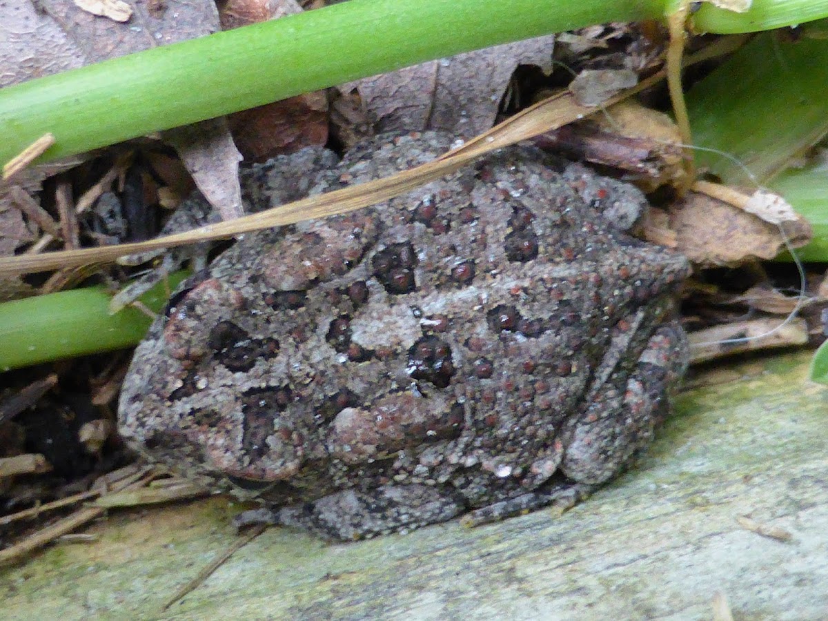 Southern Toad