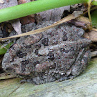 Southern Toad