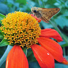 Fiery Skipper