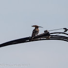 Hoopoe; Abubilla