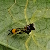 Tailed Jumper, male