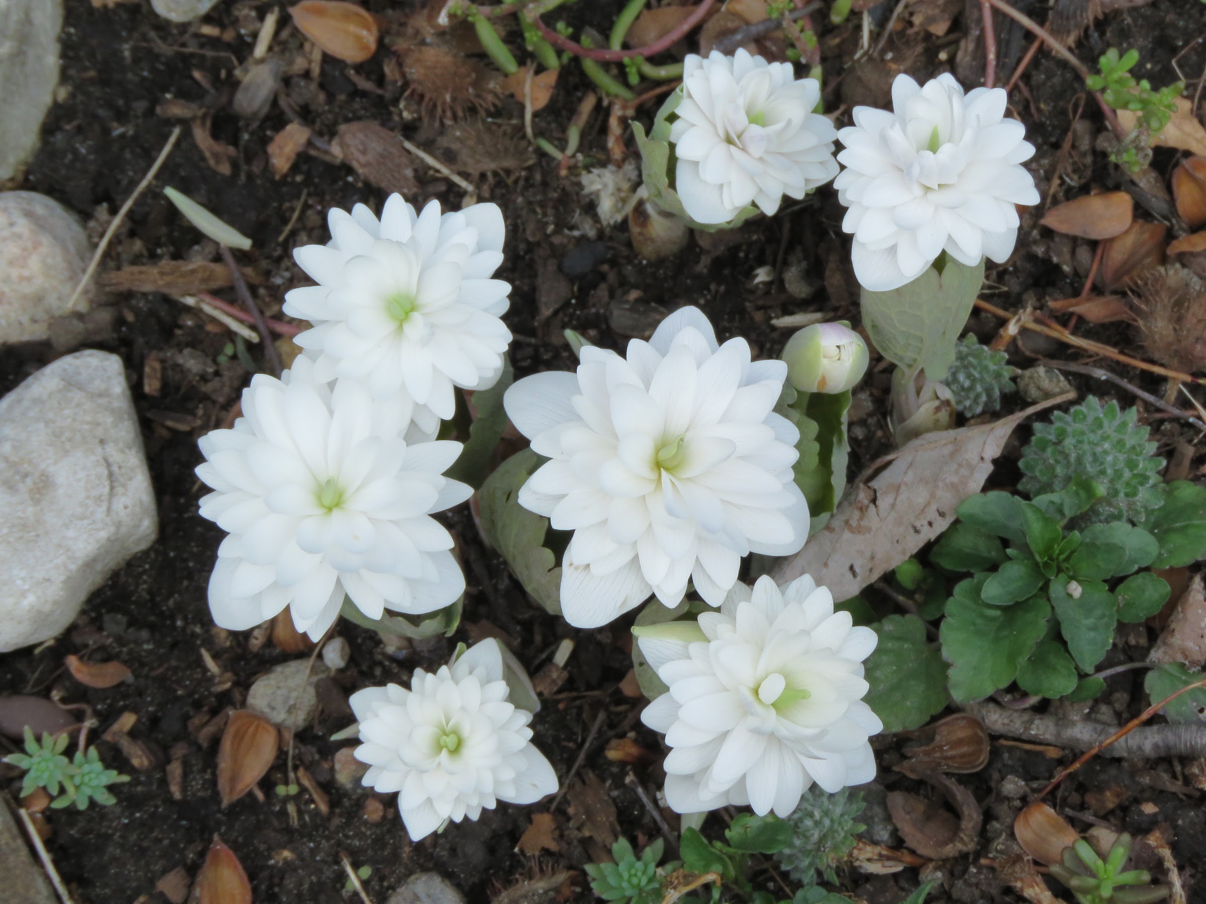 Pendant ce temps, dans le jardin de grigri... - Page 9 HP5saMrwKNvQyn-hWQCqH7bm5VJBjTPHirnP6excAdI62WHsG5YzlJAj9A4M5FwEo9shOH9KP_nKCTNnV-RpbuIzZ5hGss82gDJuQvf0yFXEmIRt3pr5MEjngnpoHosL0iziuPPffoE=w2400