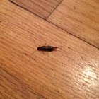 Earwig