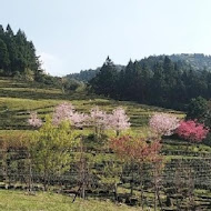 台灣農林熊空茶園