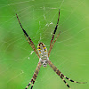 Grass cross spider