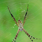 Grass cross spider