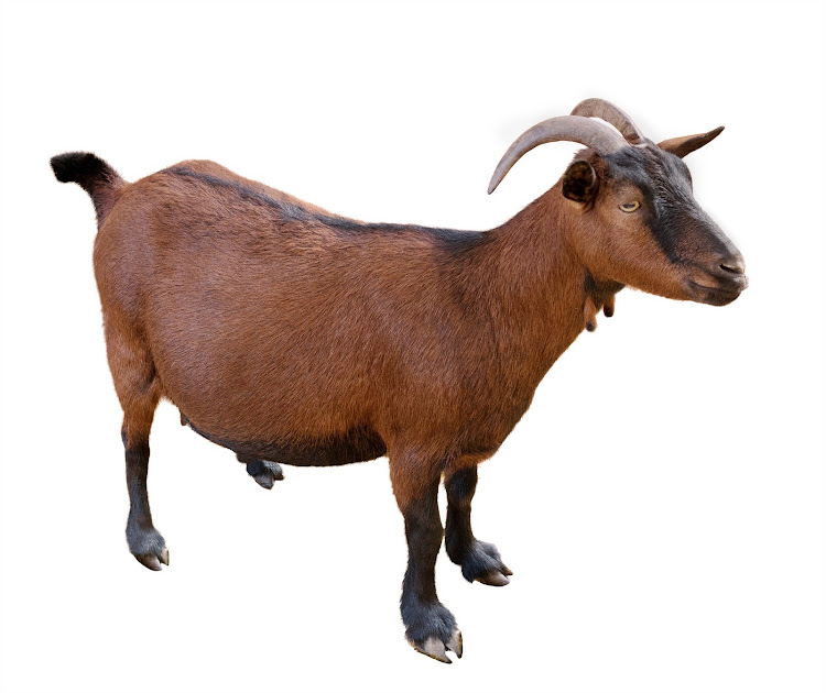 A dispute over goats has ended in a fatal shooting.