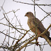 Dark Chanting Goshawk