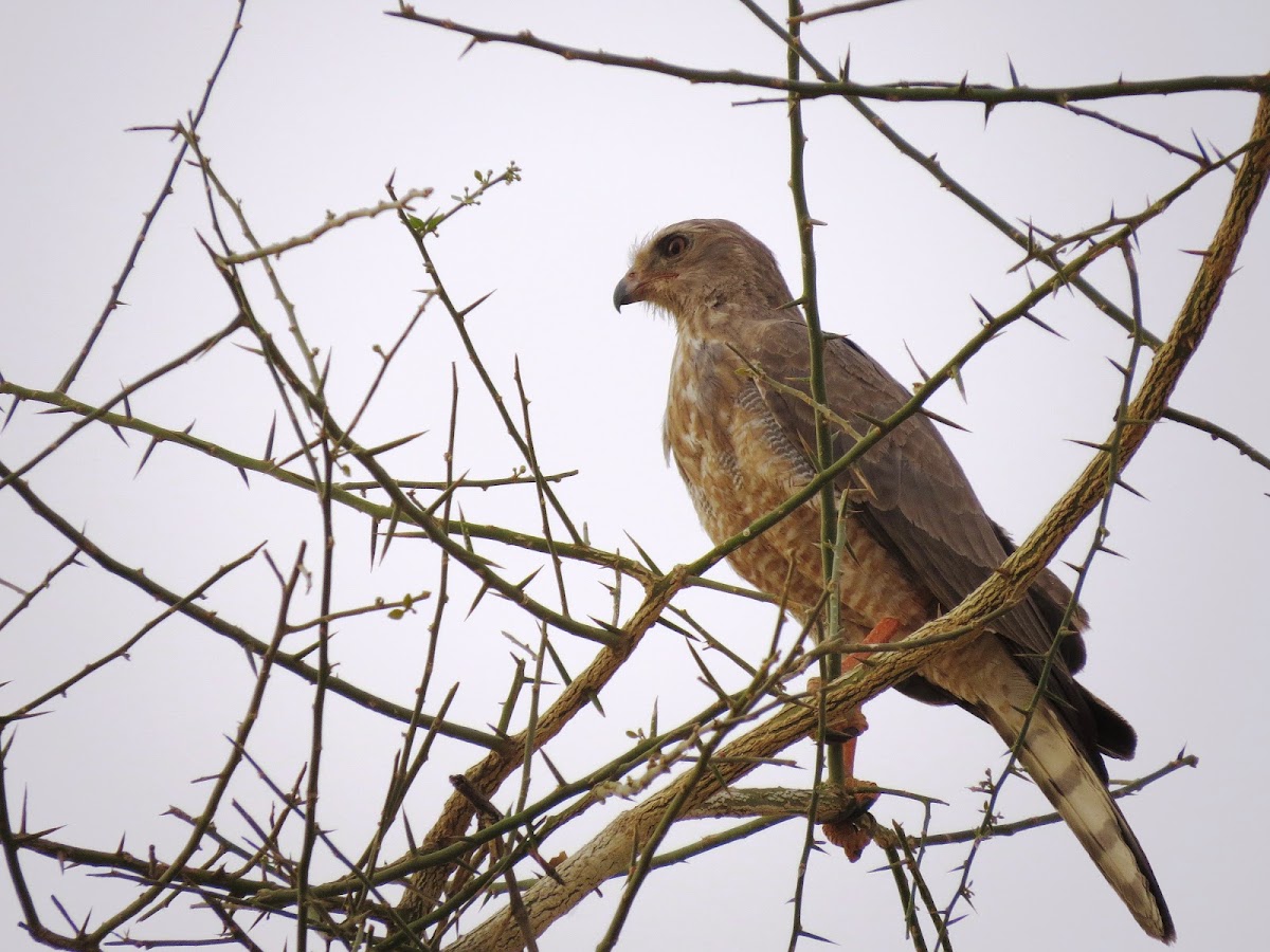 Dark Chanting Goshawk