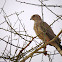 Dark Chanting Goshawk