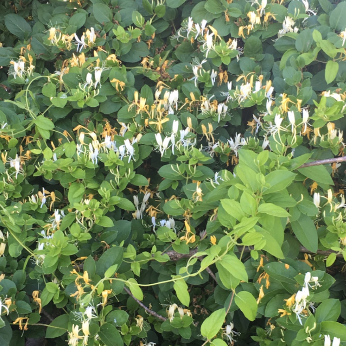 Japanese honeysuckle