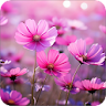 Beautiful Flower Wallpapers HD icon