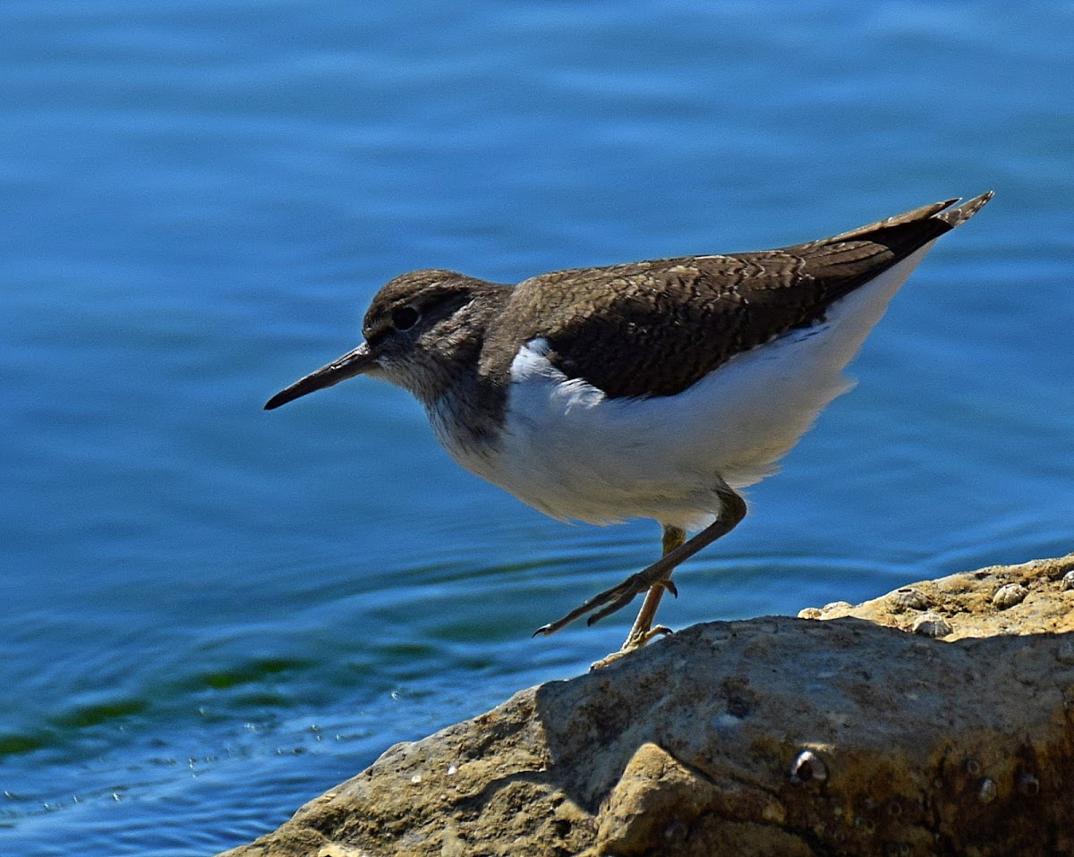 Common Sandpiper