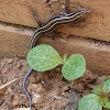 Five-lined skink