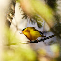 Wilson's Warbler