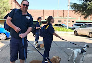 Therapy dogs are helping child victims prepare to testify in court against their abusers.